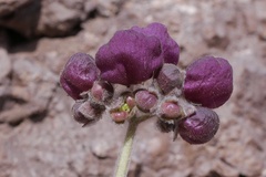 Calceolaria arachnoidea
