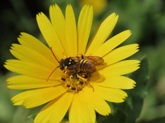 Nomada succincta