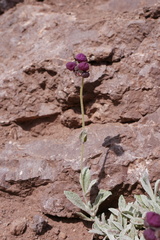 Calceolaria arachnoidea