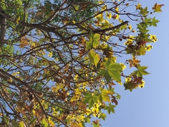 Cochlospermum religiosum
