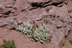 Calceolaria arachnoidea