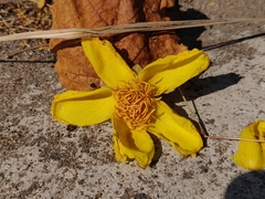 Cochlospermum religiosum