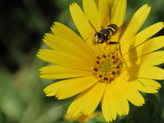 Nomada succincta
