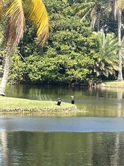 Phalacrocorax auritus image