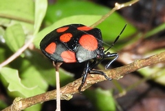 Brachystethus rubromaculatus