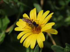 Nomada succincta