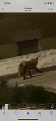 Vulpes vulpes