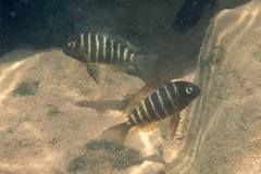 Tropheus brichardi