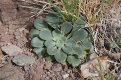 Gamocarpha scapigera