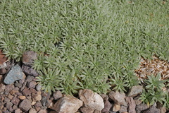 Azorella monantha