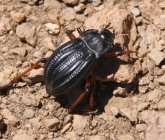 Epipedonota nitida