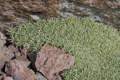 Azorella monantha