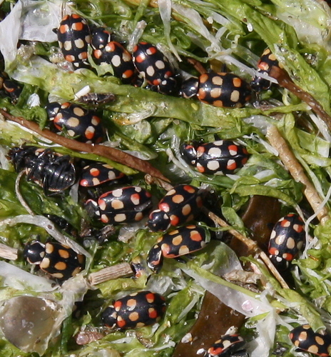 Eriopis connexa photo 4