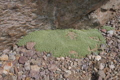 Azorella monantha