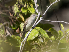 Nesotriccus incomtus