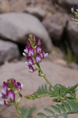 Astragalus looseri