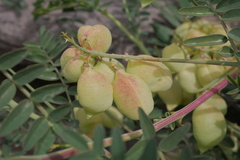 Astragalus looseri