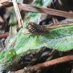 Lamprohiza mulsantii