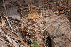 Austrocactus
