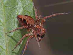 Oxyopes ramosus