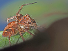 Oxyopes ramosus