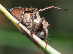 Oxyopes ramosus