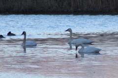 Cygnus columbianus columbianus