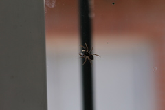 Menemerus semilimbatus