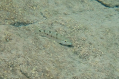 Perissodus microlepis