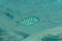 Petrochromis