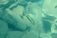 Tanganyika Killifhish photo 4