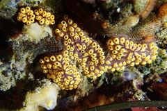 Botrylloides diegensis