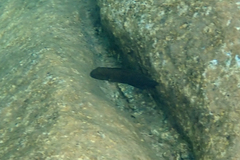Temporalis Cichlid photo 1