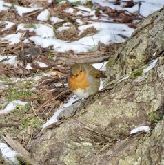 Erithacus rubecula