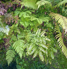 Adiantum trapeziforme