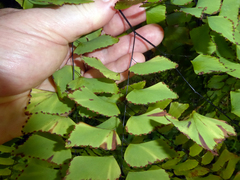Adiantum trapeziforme