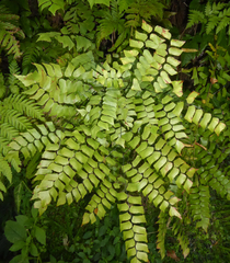 Adiantum trapeziforme