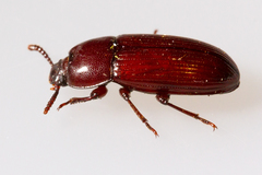 Uloma culinaris