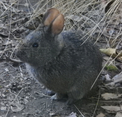 Romerolagus diazi