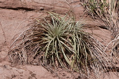 Puya coerulea
