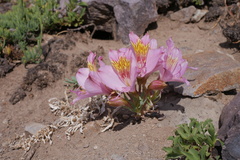 Alstroemeria exserens