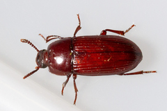 Uloma culinaris