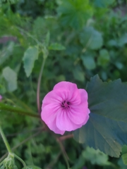 Malva trimestris