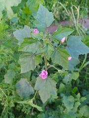 Malva trimestris