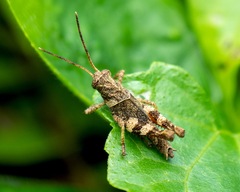Apalacris varicornis