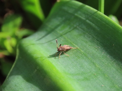 Strobilotoma typhaecornis