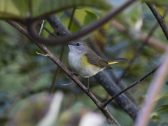 Setophaga ruticilla