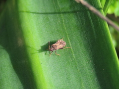 Strobilotoma typhaecornis