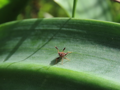 Strobilotoma typhaecornis