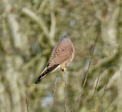 Falco tinnunculus